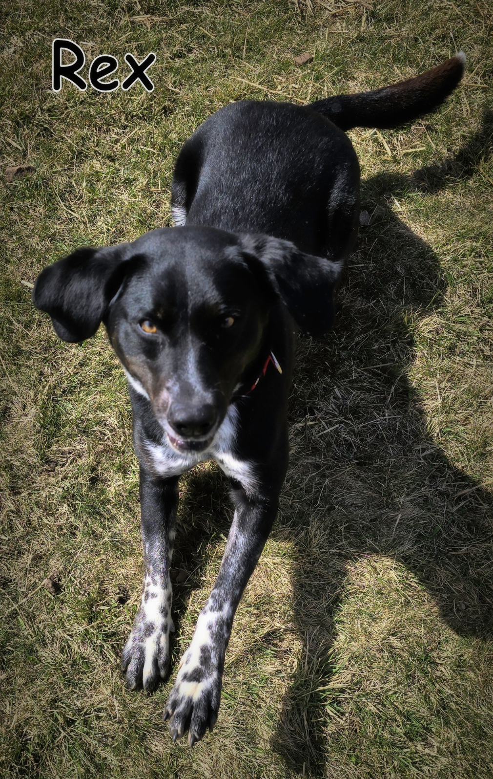 Rex up for Adoption